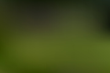 Vibrant Green Gradient Background with Smooth Transitions and Subtle Color Variations