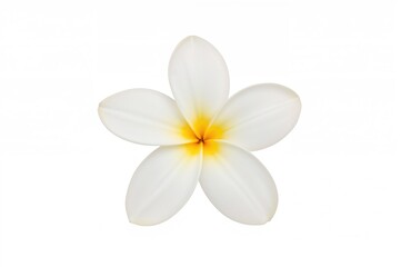 Fototapeta premium Isolated Plumeria rubra Blossom on a White Backdrop