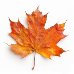 Obraz premium a maple leaf with warm autumn colors, isolated on white background, seasonal photography