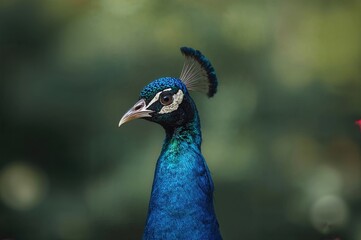 Morning view of a colorful peacock outdoors