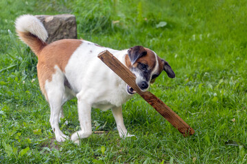 Happy dog playing outdoors with a wooden small plank on green grass