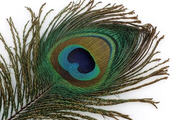 Obraz premium Feather of a peacock. Festival attire embellishment. Plumage for a costume.