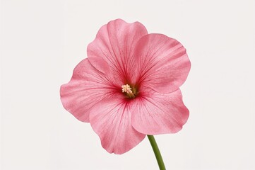 Obraz premium Isolated pink snapdragon blossom on plain backdrop