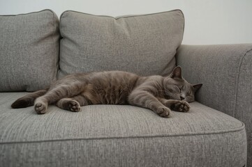 A classic silver American shorthair cat rests contentedly on a soft gray cotton couch against a white wallpapered background.