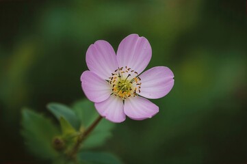 Obraz premium Bright pink blossom featuring yellow and black stamens against a lush green backdrop