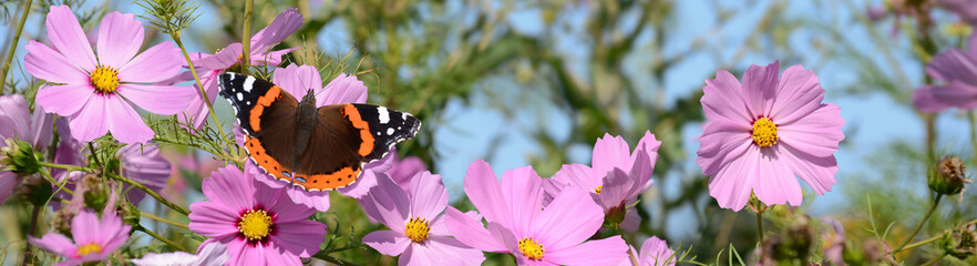 Schmetterling 1269 © K.-U. Häßler