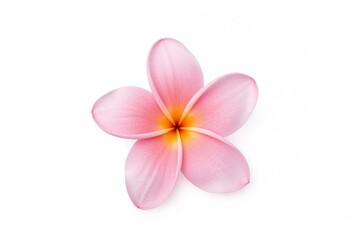 Fototapeta premium Isolated Pink Plumeria Blossom on a White Surface