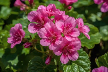 Vibrant pink geraniums blossoming with delicate petals in a garden setting