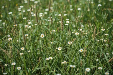 Summer meadow with wildflowers and tall grass in a rural setting. Close-up of lush herbaceous plants. Illustrated in a flat, comic book style.