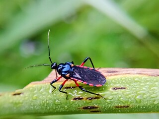 macro photo with blurred background of assassin bugs (Reduviidae), dangerous because their bites...
