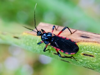 macro photo with blurred background of assassin bugs (Reduviidae), dangerous because their bites are painful