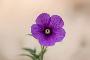 Obraz premium Close-up of a violet blossom and its pollen-bearing structure