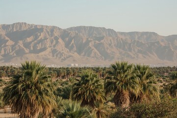Tropical palms swaying in a desert oasis