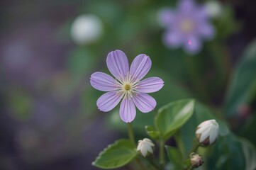 Fototapeta premium Purple and Green Phuang Khram Blossom