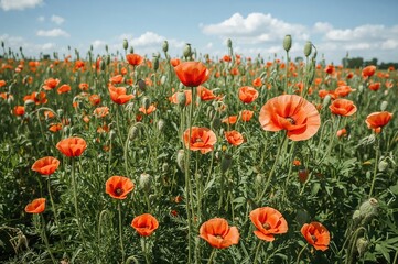 Fototapeta premium Collecting poppies during the late summer