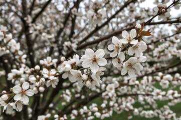 Obraz premium Bird perched on a ripe plum