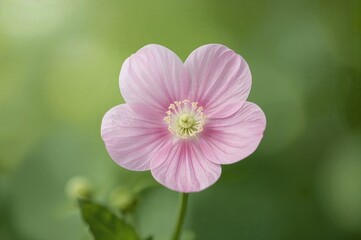 Fototapeta premium Vibrant pink flower stands out against a soft green background