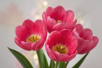 Fototapeta premium Close-up of vibrant pink tulips with yellow stamens and pistils in focus, springtime holiday theme, vertical image with tonal effects.