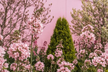 Fototapeta premium Beautiful pink blossoms on tree branches in a garden during spring