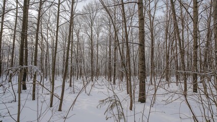 A cold dawn in a forest deep within the heartland