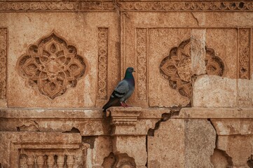 Bird perched on ancient burial site walls
