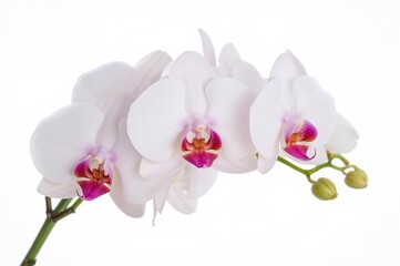 Obraz premium Single orchid flower on a plain white backdrop, bouquet, isolated bloom, natural, springtime, spa theme, present, purity, elegance