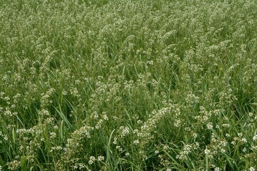 During the warm season, the lush meadow turned into a vibrant mosaic of shapes and surfaces, as wildflowers and white blooms adorned the grassland, captivating with their natural charm.
