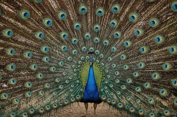 Obraz premium Male peafowl displaying vibrant, iridescent plumage with fanned tail feathers
