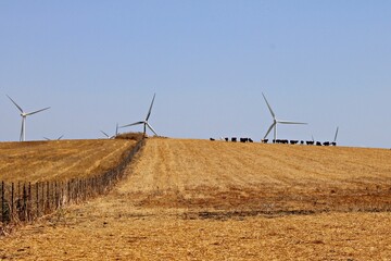 Retinta cattle grazing in dry summer field with wind turbines in Andalusia. Spain