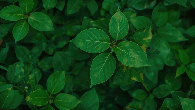Close-up view of Viburnum rhytidophyllum leaf with a lush green leafy backdrop in a garden environment featuring an abstract nature-inspired texture.