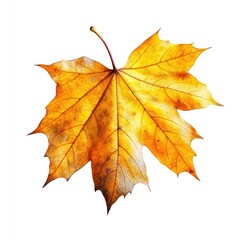 Single autumn maple leaf, vibrant gold-yellow hue, isolated on white