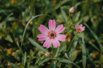 Blossom in a meadow