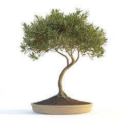 Small bonsai tree in a pot, lush green leaves, curved trunk