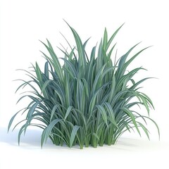 Close-up of a clump of light-green and silvery-gray grass-like foliage