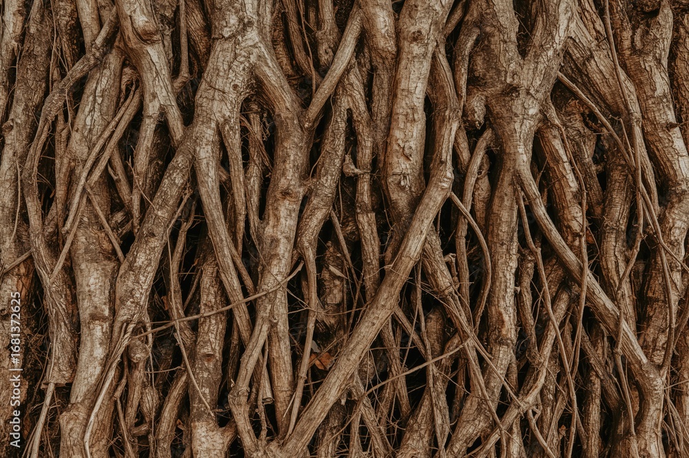 Poster ancient roots extending beneath a fall tree