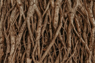 Ancient roots extending beneath a fall tree