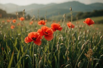 Fototapeta premium Poppy blossoms spread across a meadow at dawn