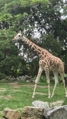 giraffe in the zoo, Zoo Negara, Kuala Lumpur, Malaysia