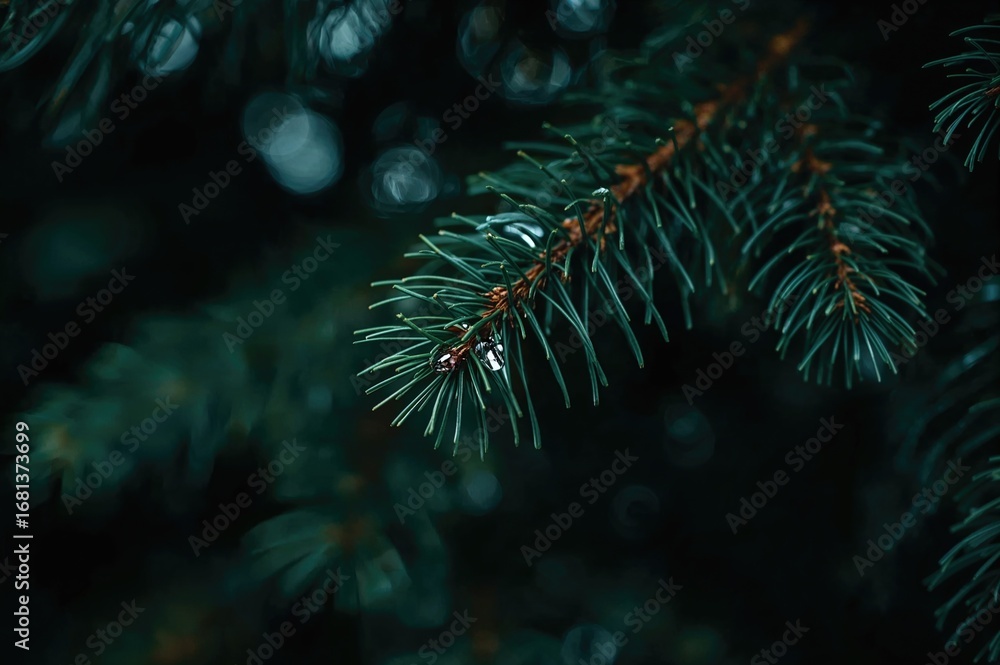 Poster close-up of a conifer twig adorned with a water droplet and ample empty space