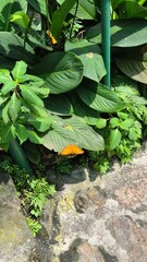 Butterfly in the jungle, Kuala Lumpur, Malaysia
