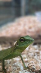 lizard, Kuala Lumpur, Malaysia, Butterfly Park