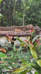 Capybaras eating, Zoo Negara, Kuala Lumpur, Malaysia