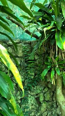 Butterfly in the jungle, Kuala Lumpur, Malaysia, Butterfly Park