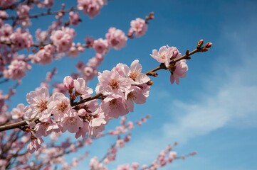 Pink cherry flowers blooming on a branch against a clear blue sky. Spring season scenery.