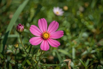 Fototapeta premium A soft-focused close-up of a bright pink Cosmos bloom in a garden setting on a warm summer day, featuring a charming rustic backdrop, summer nature scene