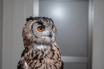  【#動物園】フクロウ