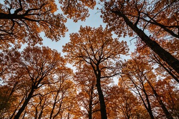 Fototapeta premium Tall trees in a vibrant fall woodland