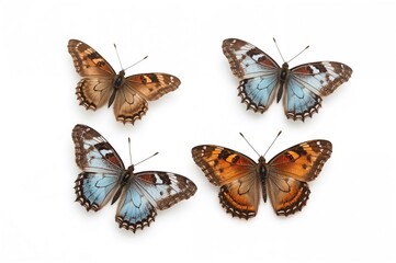 Naklejka premium Four butterflies on a white background