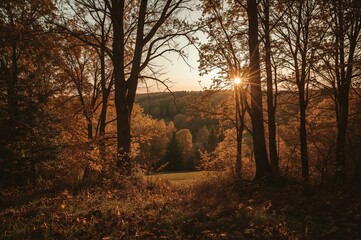 Fototapeta premium A classic photo showcasing a breathtaking fall scene with ancient trees towering in a peaceful woodland illuminated by the gentle glow of dawn and dusk