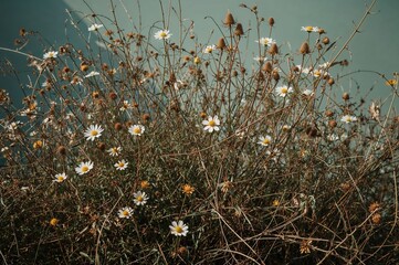 Photos of wild weed flowers can offer a stunning look, even though they appear eerie.